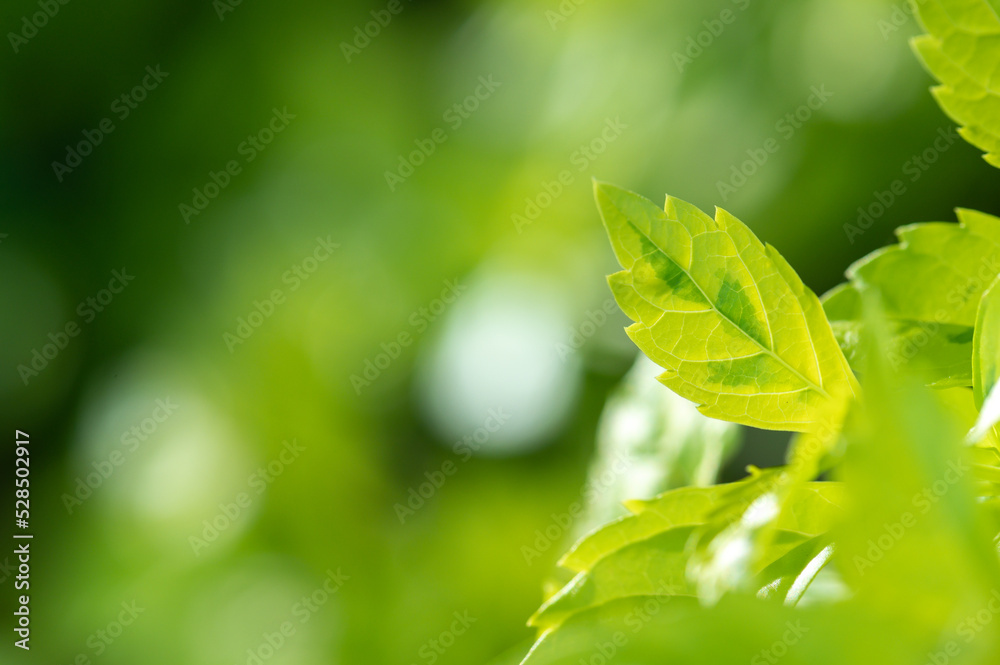 abstract stunning green leaf texture, tropical leaf foliage nature green background abstract stunning green leaf texture, tropical leaf foliage nature green background