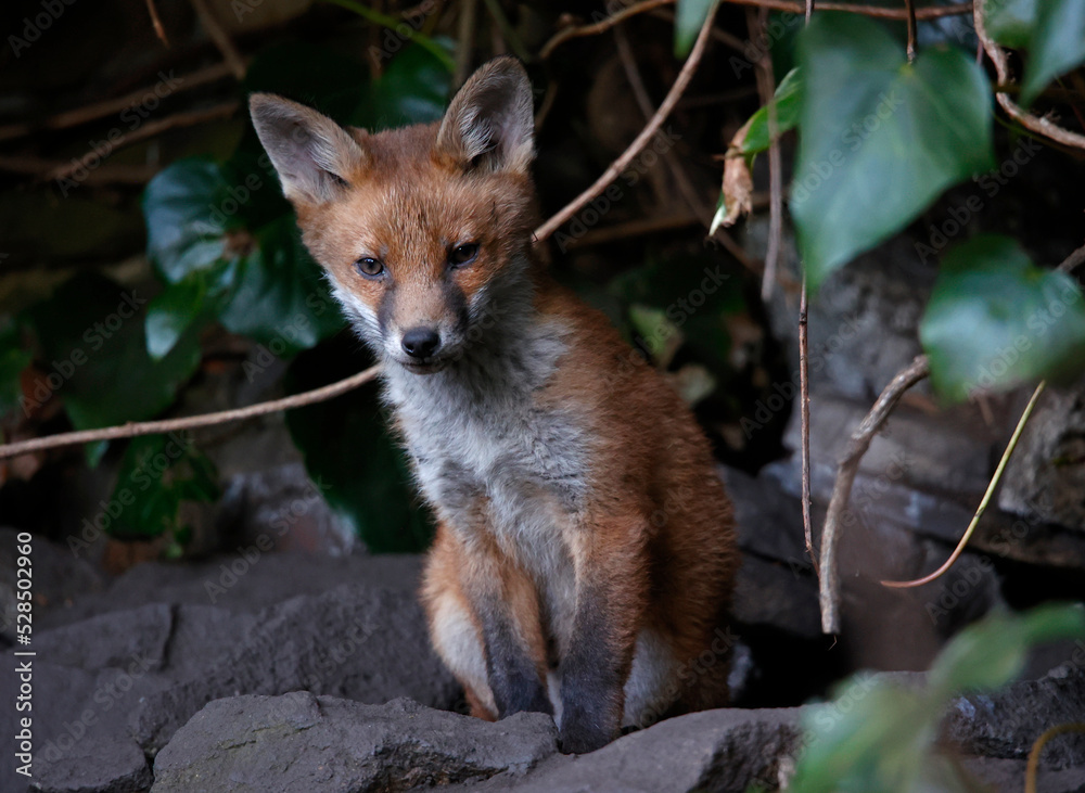 Fox cubs emerging from the den in the garden Fox cubs emerging from the den in the garden