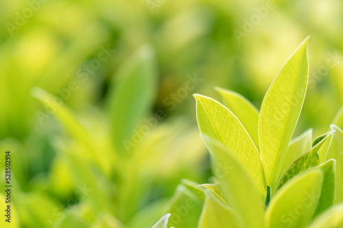 abstract stunning green leaf texture  tropical leaf foliage nature green background