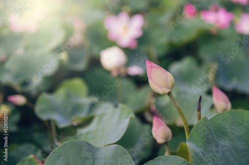 lotus flower in the pond with a beautiful light in the morning