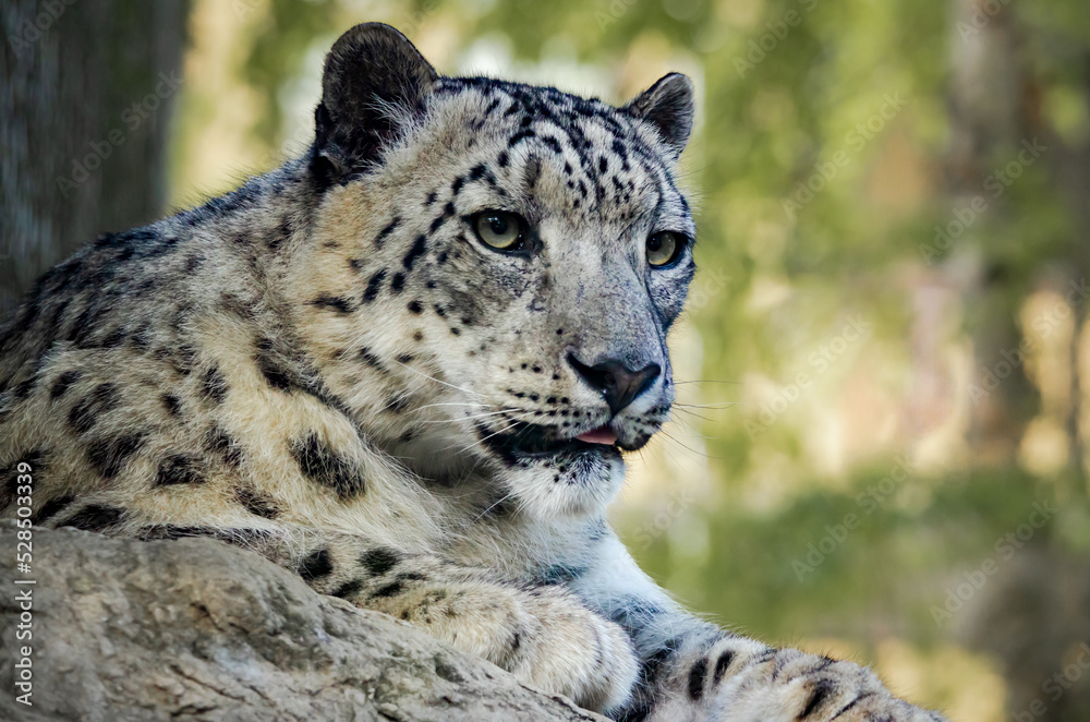Snow Leopard closeup in zoo setting located in Nashville Tennessee. Snow Leopard closeup in zoo setting located in Nashville Tennessee.