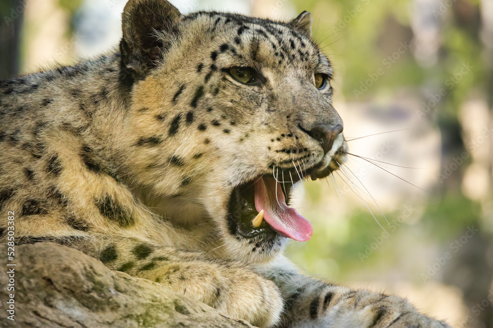 Snow Leopard closeup in zoo setting located in Nashville Tennessee. Snow Leopard closeup in zoo setting located in Nashville Tennessee.