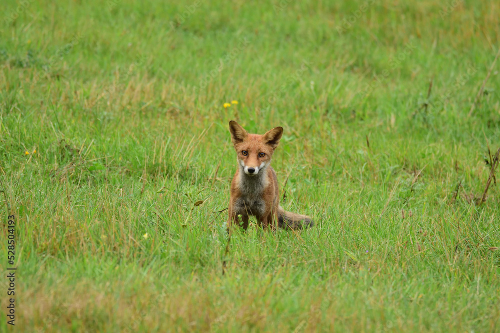 Wild Red Fox in the grass Wild Red Fox in the grass