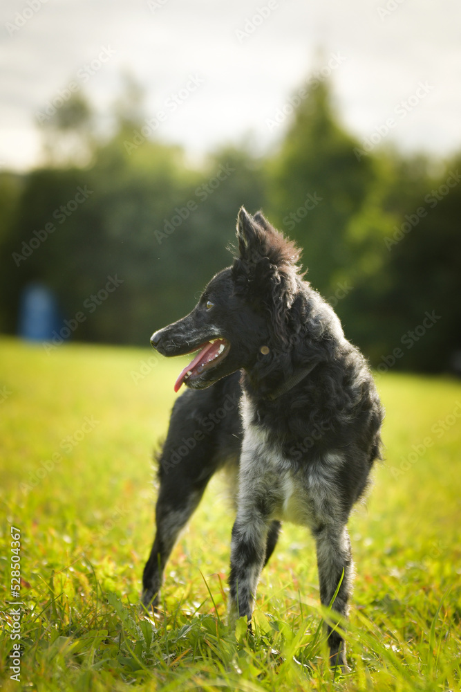 Fototapeta premium Portrait of dog puppy mudi. She is so nice dog.
