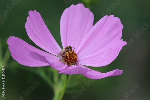 Biene sitzt auf Cosmea