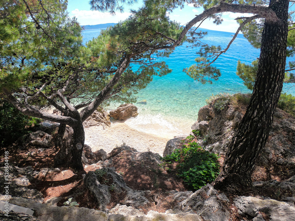 View through the pine forest to the private sandy beach in Croatia