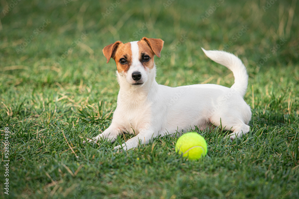 Cute small doggy, funny puppy of Jack Russell Terrier strolling on green grass at public park in summer sunny day. Concept of animal life, vet, health, ad.