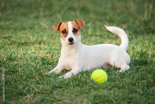 Cute small doggy, funny puppy of Jack Russell Terrier strolling on green grass at public park in summer sunny day. Concept of animal life, vet, health, ad. © master1305