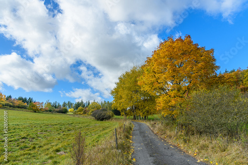 landscape with meadow, path and trees in autumn