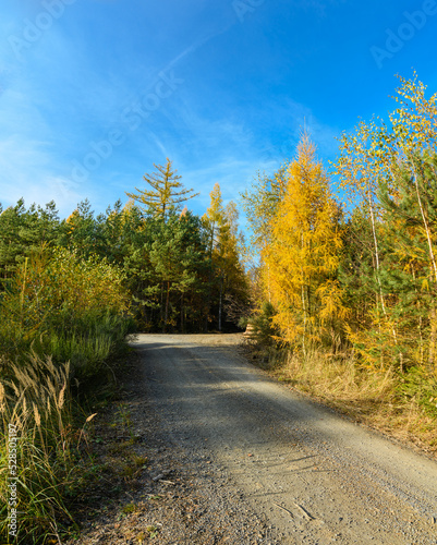 forest path in autumn on sunny day © Petr