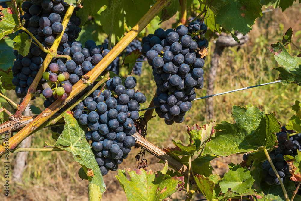 Close up of ripe juicy blue grapes on a vine in Rheinhessen/Germany