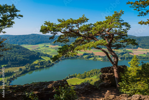 View from Houbirg on the reservoir near Happburg/Germany in Franconia with a wind-bent pine tree in the foreground