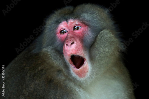 Fototapeta A monkey closeup face isolated.