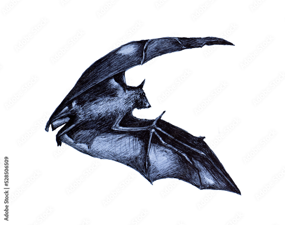 Hand drawing sketch of a bat on transparent background PNG format