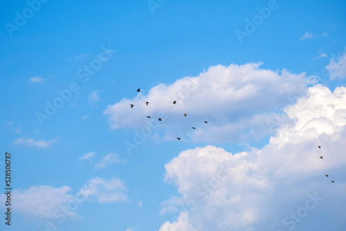 A flock of a lot of starling birds flying and in the background a beautiful orange clouds © mestock
