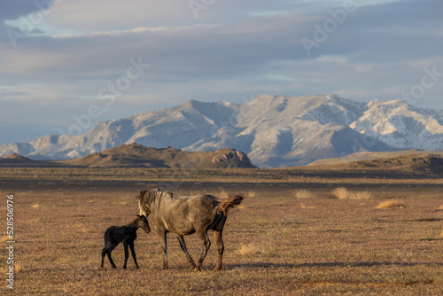 Wild Horse Mare and Her Newborn Foal in Springtime in the Utah Desert