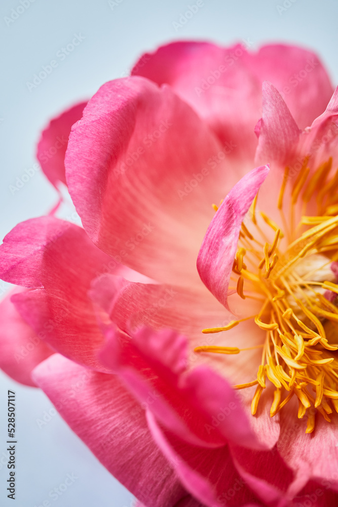 Pink flower