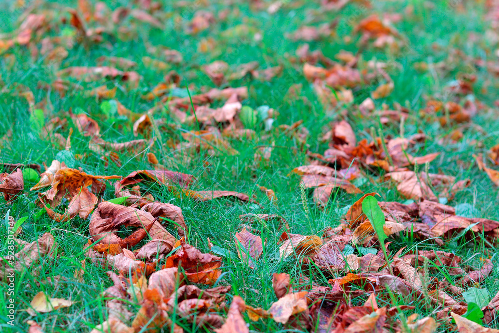 fallen autumn foliage of trees on green grass, autumn yellow foliage on green grass in early autumn fallen autumn foliage of trees on green grass, autumn yellow foliage on green grass in early autumn