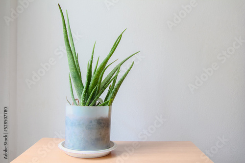 Aloe Vera in a flowerpot on wood table and white wall background with copy space.