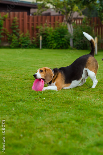 beagle on the backyard