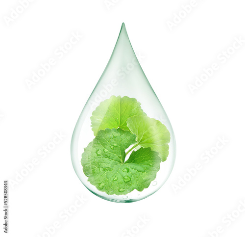 Drop of Gotu kola (Centella asiatica) essential oil with fresh leaves inside isolated on white background. Clipping path.