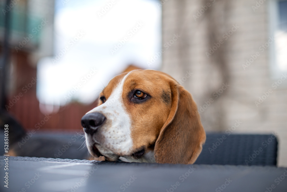 beagle in armchair