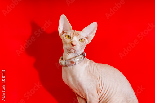 cat breed Canadian Sphynx on a red background © Fotograf