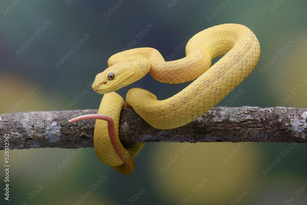 Obraz premium Yellow pit viper on a tree branch