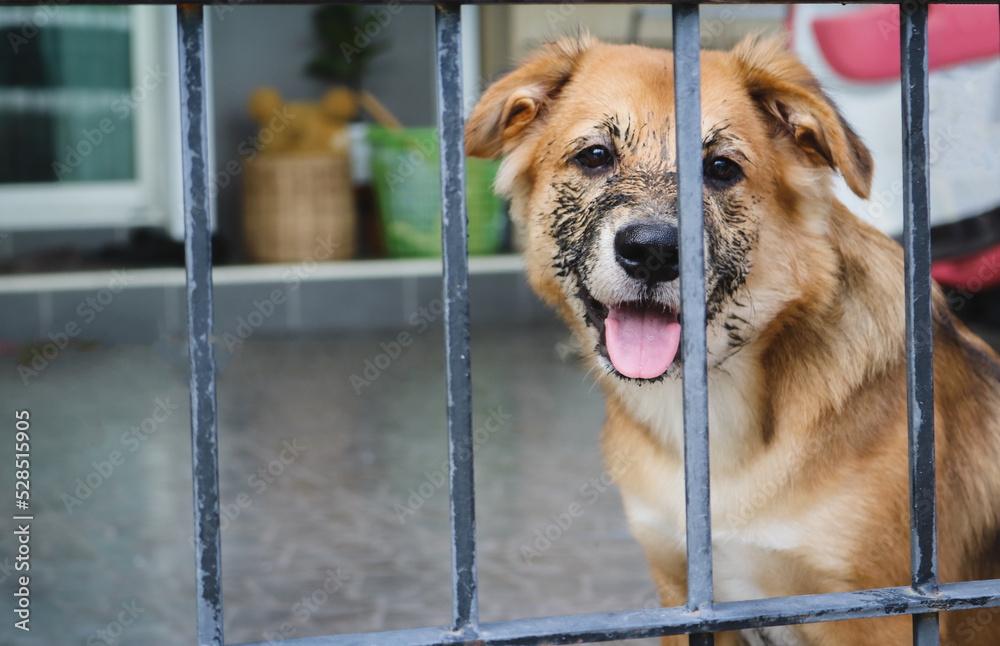 Puppy that just played in the mud sitting in the cage.
