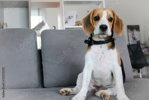 Cute beagle puppies. cute beagle puppy sitting on the sofa