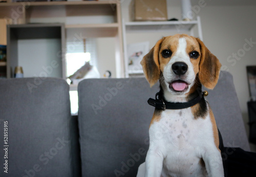 Obraz na płótnie Cute beagle puppies. cute beagle puppy sitting on the sofa w salonie