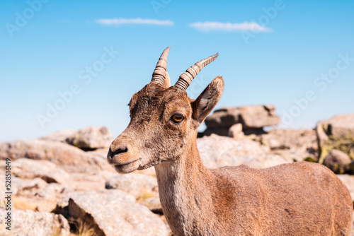 Cabra montesa en la Sierra de Gredos  Espa  a