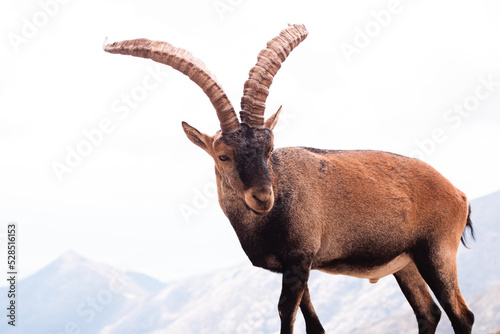 Cabra montesa en la Sierra de Gredos, España photo
