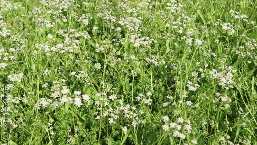 Zoom out, wild field with cumin flowers, close up Zoom out, wild field with cumin flowers, close up