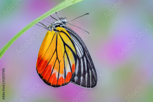 Painted Jezebel or Delias hyparete indica (Wallace, 1867), beautiful butterfly perching on green blade with blur background in nature, Thailand. photo