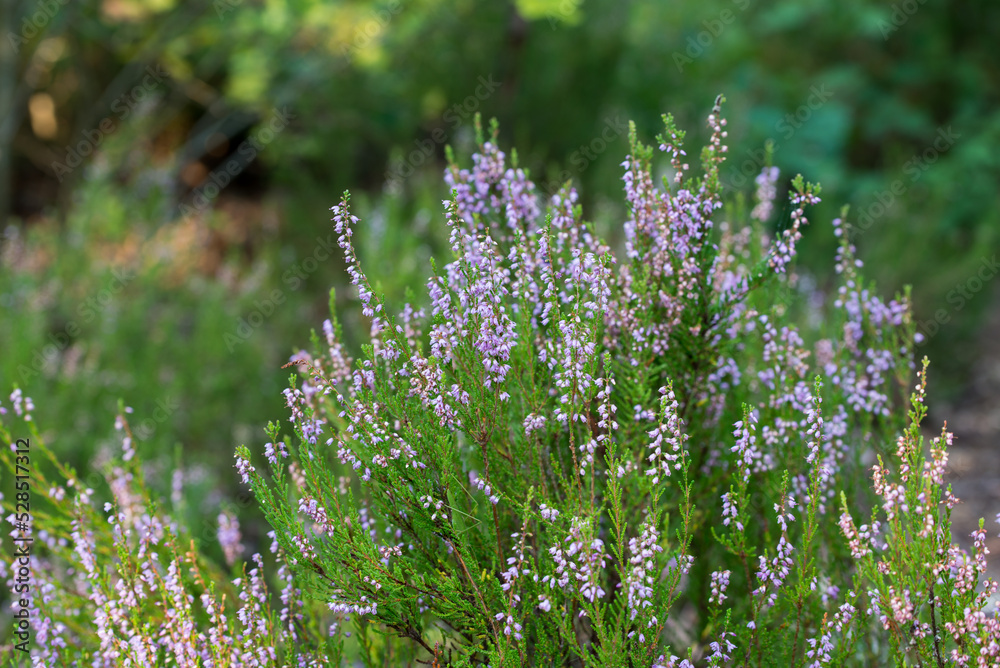 Obraz premium heather flowers closeup selective focus