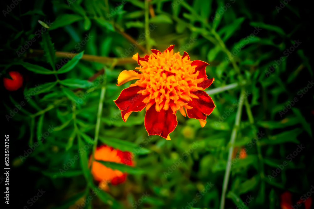orange flower in the grass orange flower in the grass