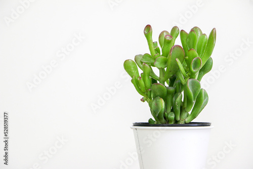 Beautiful Crassula Ovata Jade Plant (Succulent Plant) in a white pot on right of Fototapet