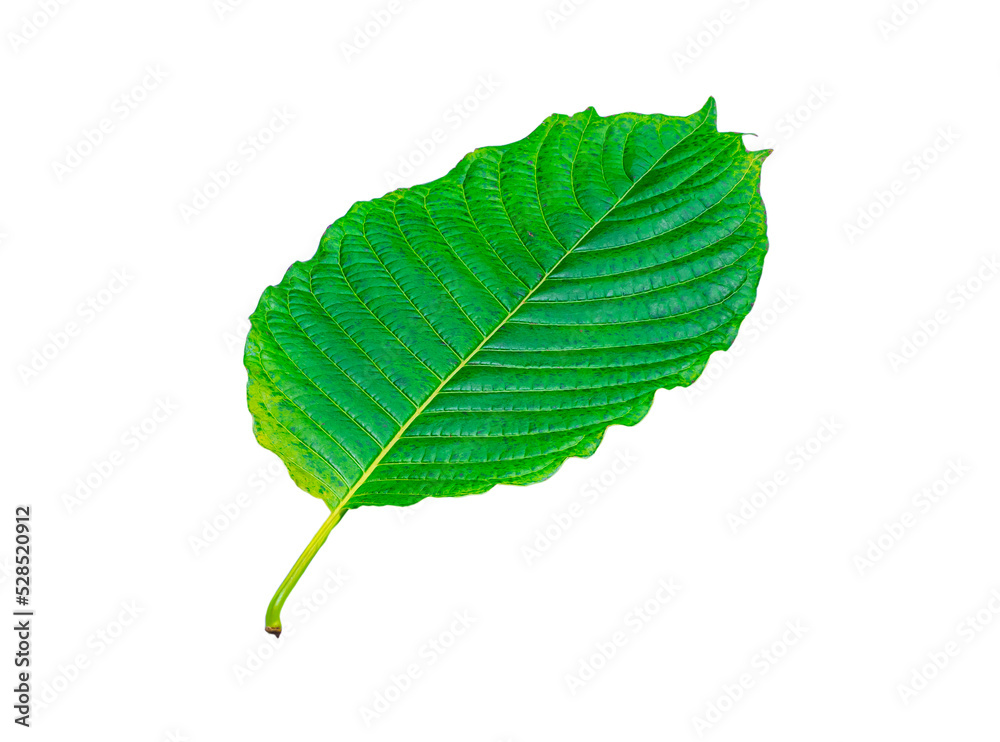 Tropical green leaf isolated on white background Tropical green leaf isolated on white background