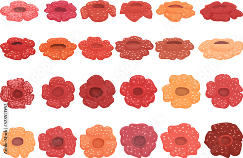 Rafflesia icons set cartoon vector. Flower bloom. Asian beauty
