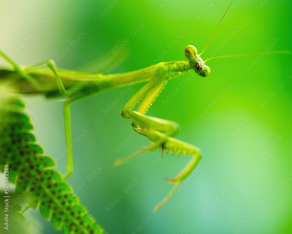 Australian Praying Mantis on a fern Australian Praying Mantis on a fern
