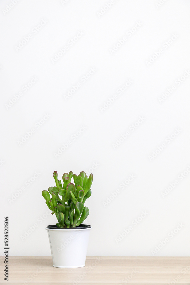 Vertical shot of beautiful jade plant (a succulent plant also known as Crassula Ovata) on wooden shelf, white background, lots of copy space Vertical shot of beautiful jade plant (a succulent plant also known as Crassula Ovata) on wooden shelf, white background, lots of copy space