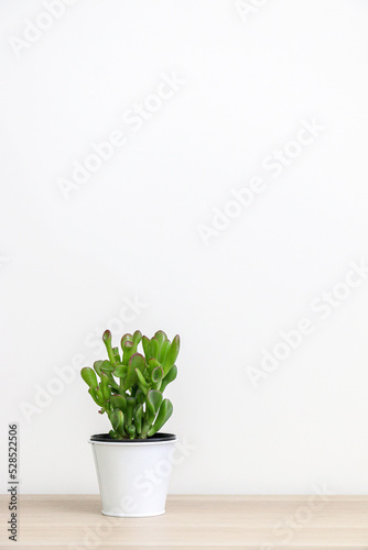 Vertical shot of beautiful jade plant (a succulent plant also known as Crassula Ovata) on wooden shelf, white background, lots of copy space