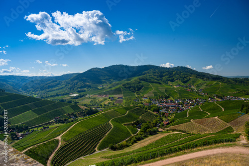 View from Staufenberg Castle to the Black Forest with grapevines near the village of Durbach in the Ortenau region_Baden, Baden Wuerttemberg, Germany.