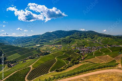 View from Staufenberg Castle to the Black Forest with grapevines near the village of Durbach in the Ortenau region_Baden, Baden Wuerttemberg, Germany. photo