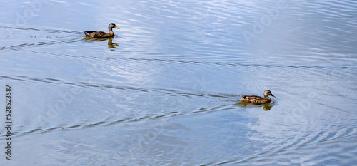 Juvenile Mallard Ducks swimming in Lake Acworth in Georgia. photo