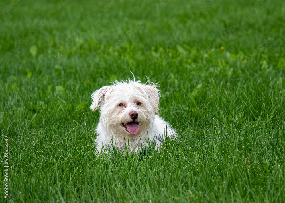 Very cute and adorable small dog playing and running in the grass. Very cute and adorable small dog playing and running in the grass.