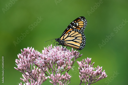 Monarch butterfly feeding on and pollinating Joe-Pye weed flowers in a garden