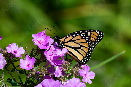 A Monarch Butterfly, Danaus plexippus, feeding on and pollinating phlox flowers in a garden.