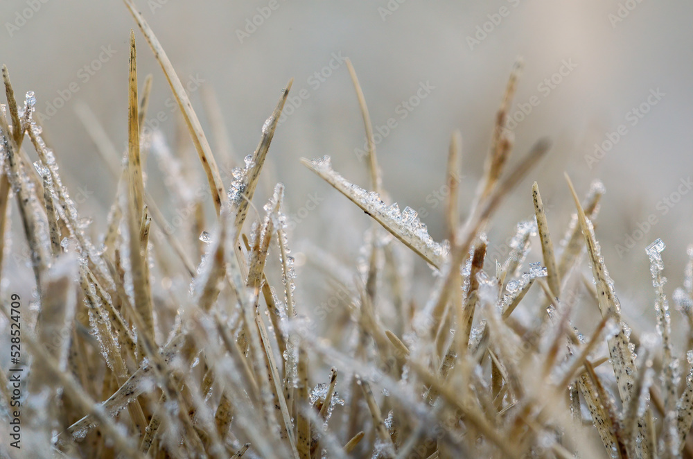 Fototapeta premium Close Up Shot of Frost Covered Grass